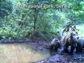 Mecka sa mecicima - Brown bear with cubs