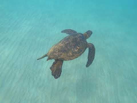 Maui turtle floating @ Polo Beach
