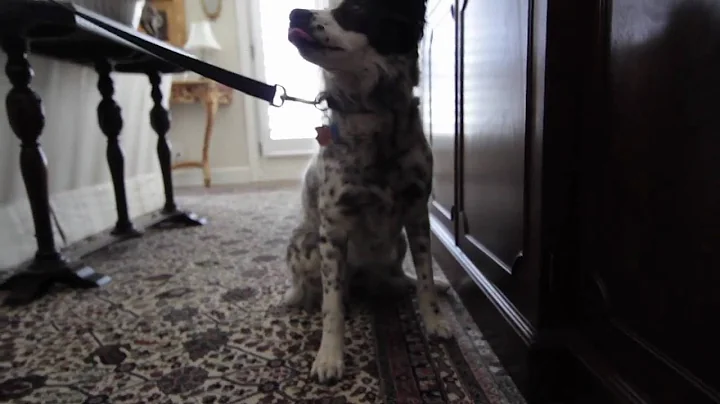 Scent Tek Bed Bug Dog Inspection