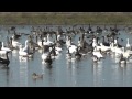 Waterfowl Garwood Texas