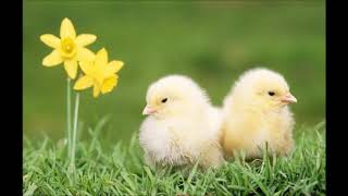 Civciv Sesi - Chick Sound