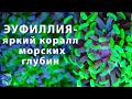 Эуфиллия - яркий коралл морских глубин