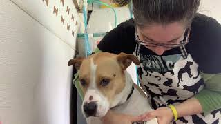 Staffordshire Terrier Dog - Brush, Teeth, Ears & Nails by melissa the groomer 3,006 views 3 years ago 15 minutes