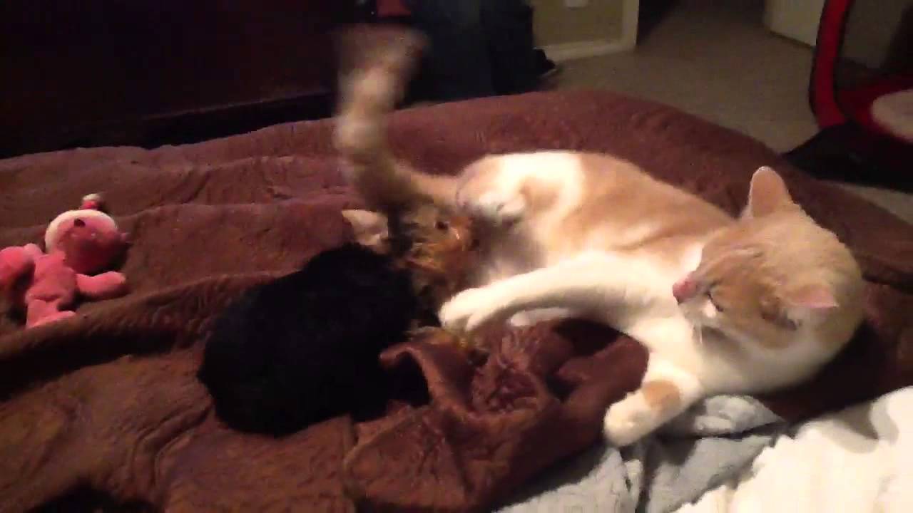 Shananeh and Nikolai