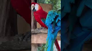 Папуга Ара 🦜 Ara parrot #животные #природа