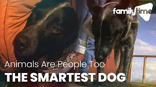 Is This The Smartest Dog In The World? | Animals Are People Too