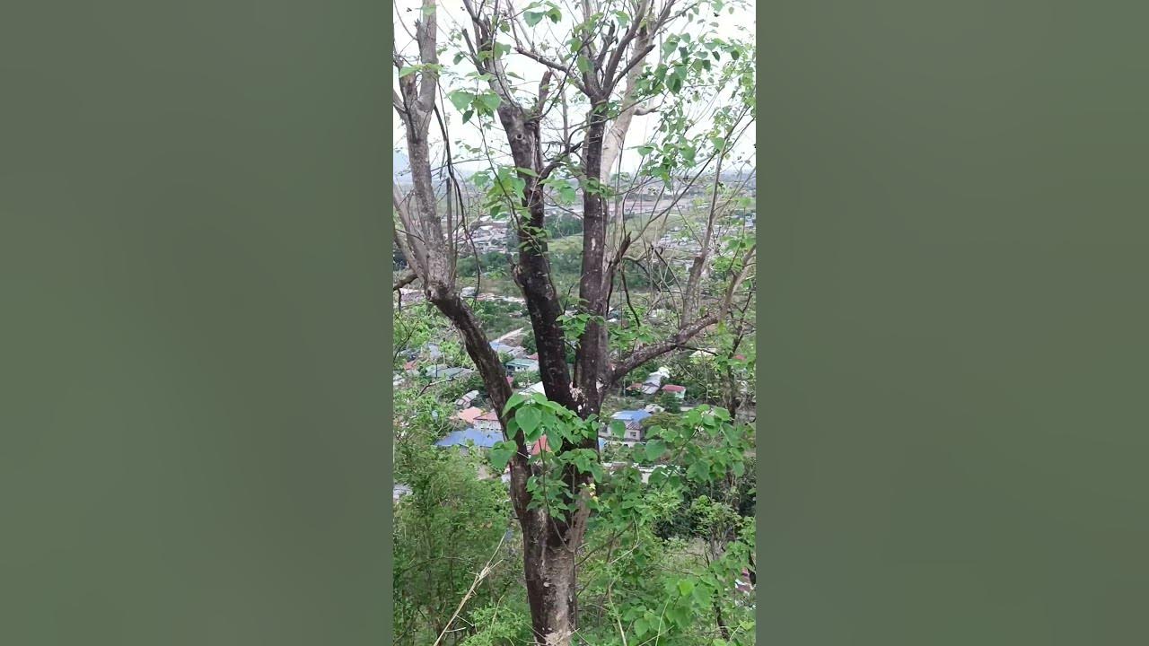 ROADTRIP: GROTTO OF OUR LADY OF LOURDES, BAMBAN, TARLAC🔹JNDTv - YouTube