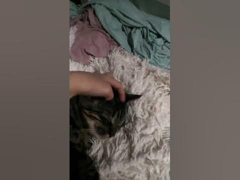котик лютик - YouTube