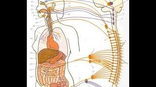 анатомия человека вегетативная нервная система и мышления анатомия человека вегетативная нервная система и мышления