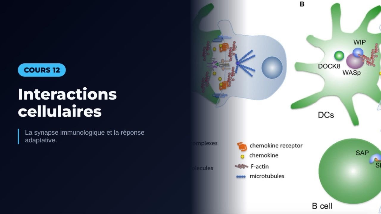 LES INTERACTION CELLULAIRES AU COURS DE LA REPONSE IMMUNITAIRE