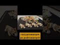 Podsumowanie drukarki 3D Anycubic Kobra S1 Combo