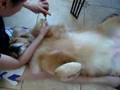 Golden Retriever Dog enjoys manicure