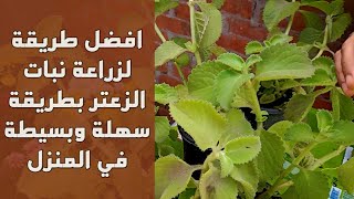 حصريا شاهد كيفية إكثار نبات الزعتر (thyme plant )