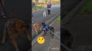 Clash Of The Staffies