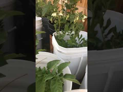 Video: Potato Plant Houseplant – Cultivo de una planta de papa en una maceta en el interior