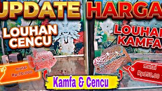 Update Harga Louhan Kamfa f2 dan Louhan Cencu murmer. #louhan #flowerhornfish #louhanmurah 