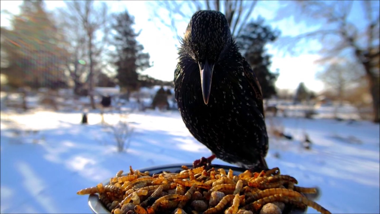 鳥たちのモグモグタイムを超間近でとらえた写真がすごい迫力 躍動感あふれる姿をご覧ください Pouch ポーチ