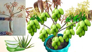 Great Idea To Grow Mango tree Growing Fast Use Aloe Vera Fruit