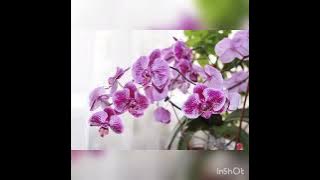 Dewiq feat Indra Bekti - Kok gitu sih