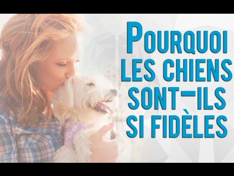 Vidéo: Pourquoi les chiens de chasse sentent-ils mauvais ?