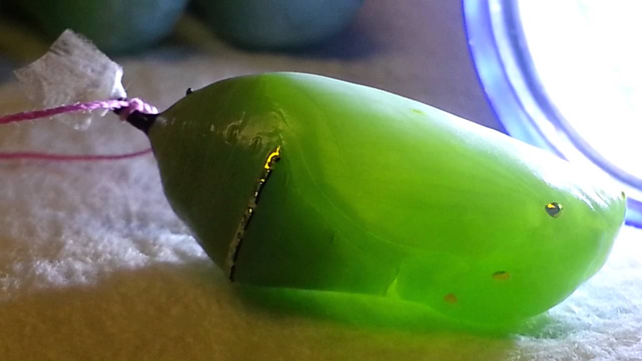 Monarch butterfly heartbeat inside chrysalis YouTube