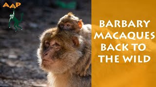 Born to be Wild release of first Barbary macaques - AAP