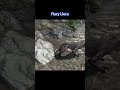 Diserang Tiga Serigala - Clip Skyrim Indonesia Part 2 #ShortsGameplay #SkyrimIndonesia