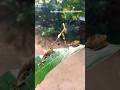 Ghost mantis , Mantis verity , amazing insects , Farmhouse visit, #insects #bug #mantis #shortsfeed