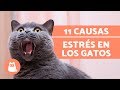 11 causas que provocan ESTRÉS en los gatos