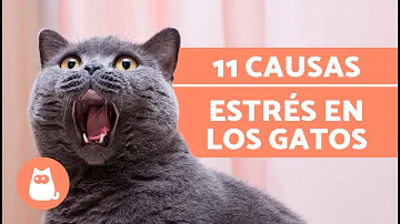 ¿Pueden los gatos sentir el estrés de sus dueños?