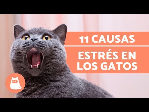 Video: 5 Cosas Que Estresan A Tu Gato