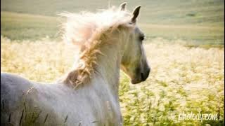 Francis Wells - The Fields at Home