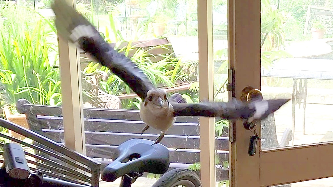 Wild kookaburra wants to ride my bike!