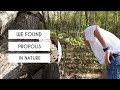 A trip to iowa to explore a propolis envelope  premier bee products