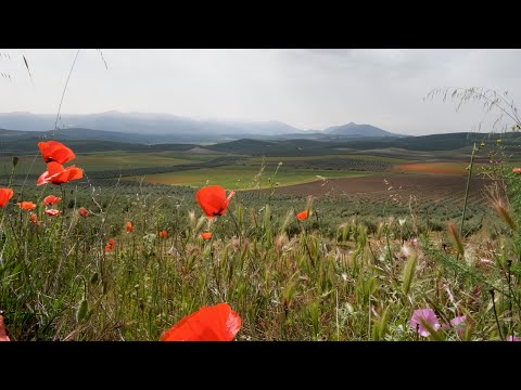 Paisaje del olivar andaluz - Patrimonio de la Humanidad