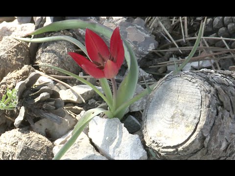 Video: Anemon (71 Fotoğraf): Anemon Dikimi Ve Açık Alanda Bakım, çok Yıllık Bir çiçek Yetiştirme, Taç Ve Ud Anemon Türlerinin Tanımı