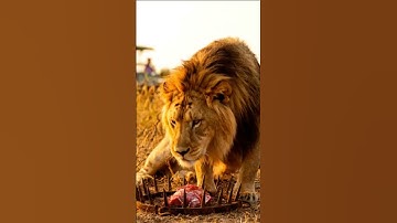 Will the leopard escape the trap? A daring escape or a dangerous failure?