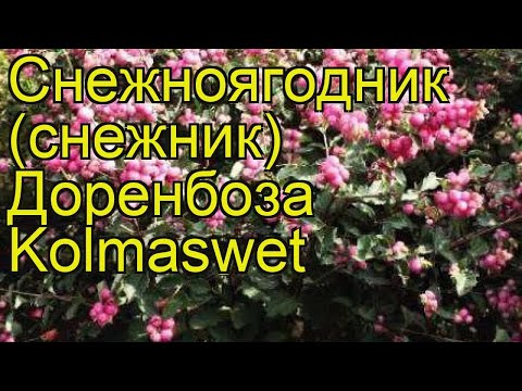 Снежноягодник доренбоза Колмасвит. Краткий обзор, описание symphoricarpos?doorenbosii Kolmaswet