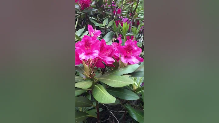 Slowmo Bumble-buzzin'