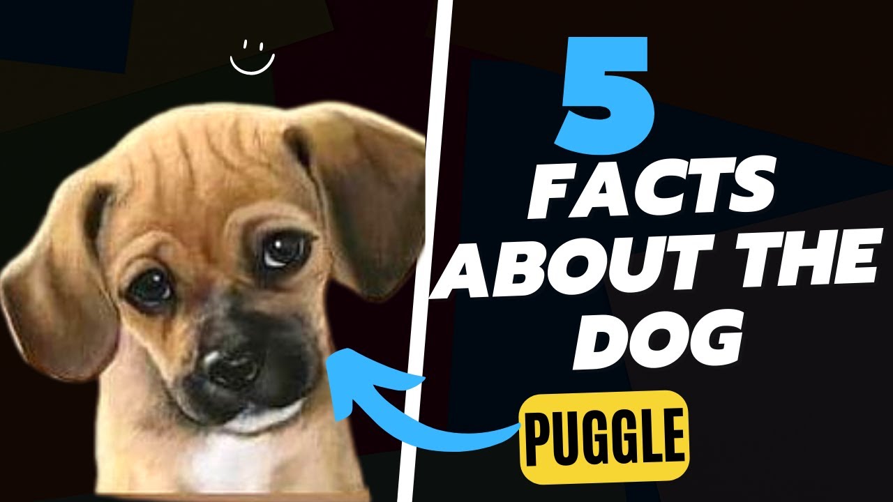 5 FACTS ABOUT THE PUGGLE DOG