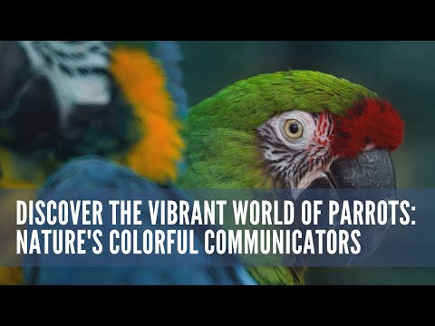 DiscoverTheVibrant World of Parrots Natures Colorful Communicators #animals #wildlife #birds #parrot