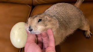 Prairie Dog Lays First Egg (Big Ounce was Pregnant!?)