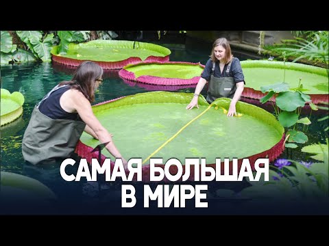 Как учёные «проглядели» самую большую кувшинку в мире