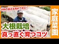 真っ直ぐなダイコンを家庭菜園で作る方法！大根栽培で超重要な間引きの方法と土寄せのコツ！【農家直伝】