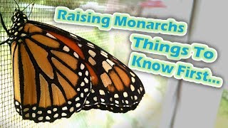 Raising Monarchs - Things To Know First (Help The Monarch Butterfly)