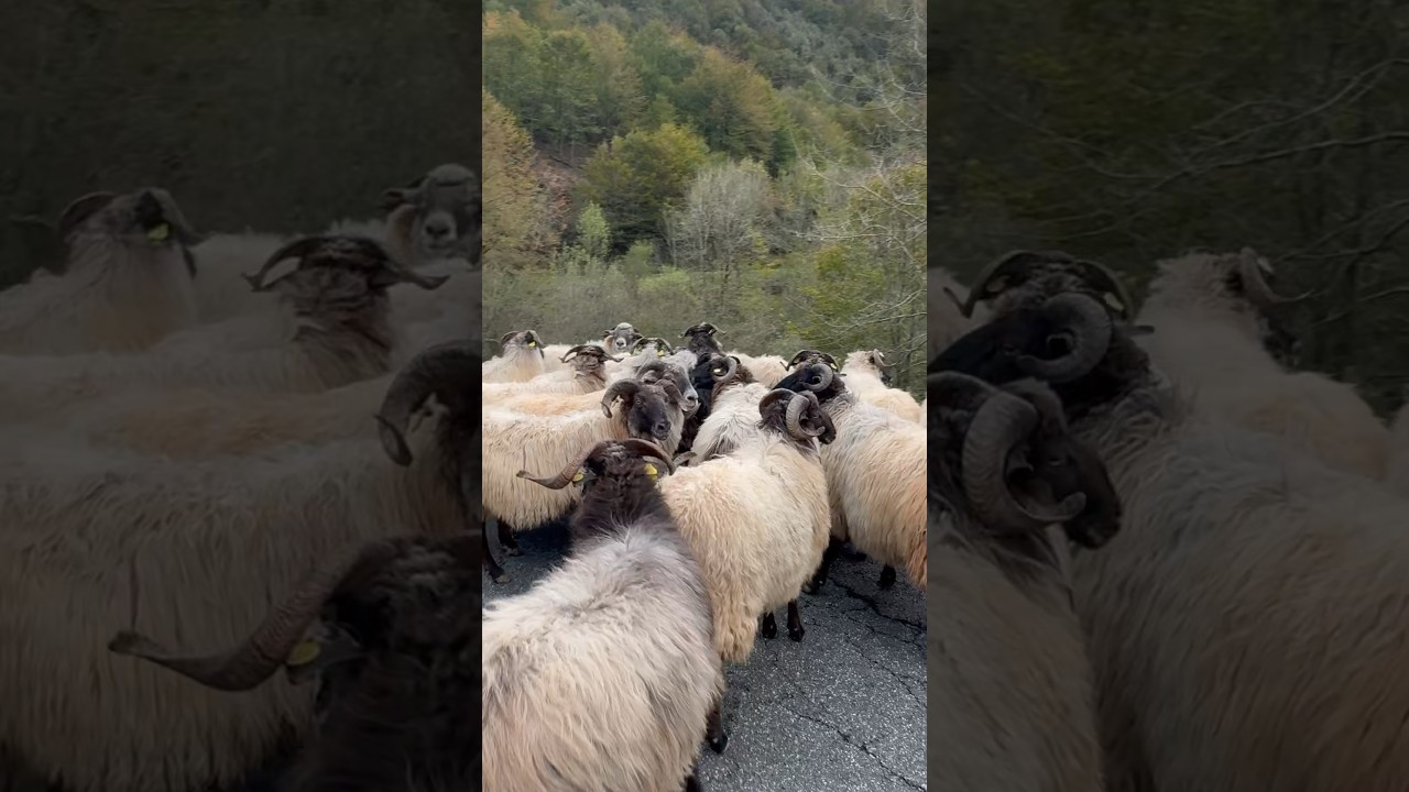 Las “CABRITAS DE IRURITA”🐏 #cabras #irurita #navarra #montes
