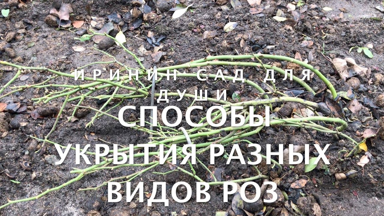 СПОСОБЫ УКРЫТИЯ РАЗНЫХ ВИДОВ РОЗ