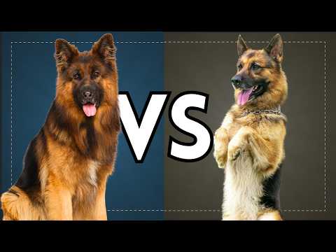 West German Show Line GSD vs West German Working Line GSD