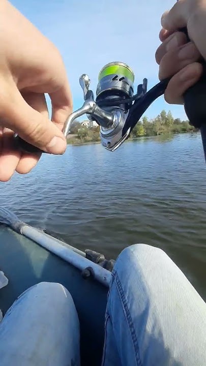 Трофейний судак #flagman #fishing #fish #carp #carpfishing #лобатий ...