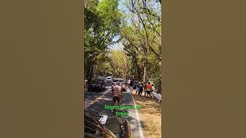 Importance of trees #trees #planttrees #forest #elyu #manmadeforest